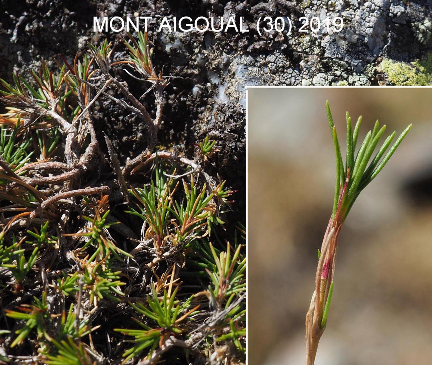 Sandwort, Diomede's leaf